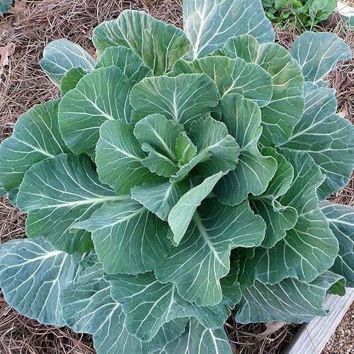 Georgia Southern Collard Greens Seeds (500+) cultivadas en EE. UU