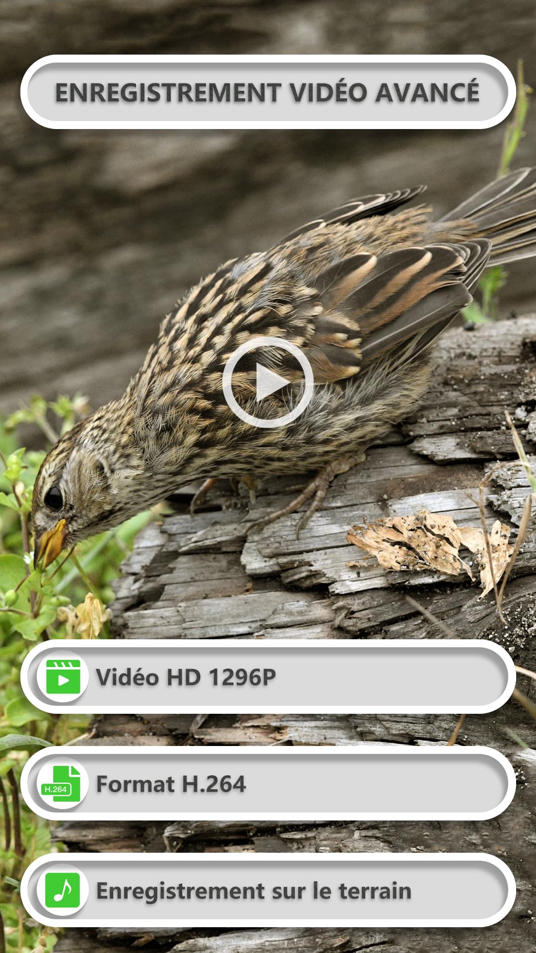 GardePro E8P Max Caméra de Chasse, WiFi, Batterie Rechargeable 8000 mAh, Carte SD Intégrée, 64MP 1296P, Caméra E8PMB No Glow Infrarouge Vision Nocturne