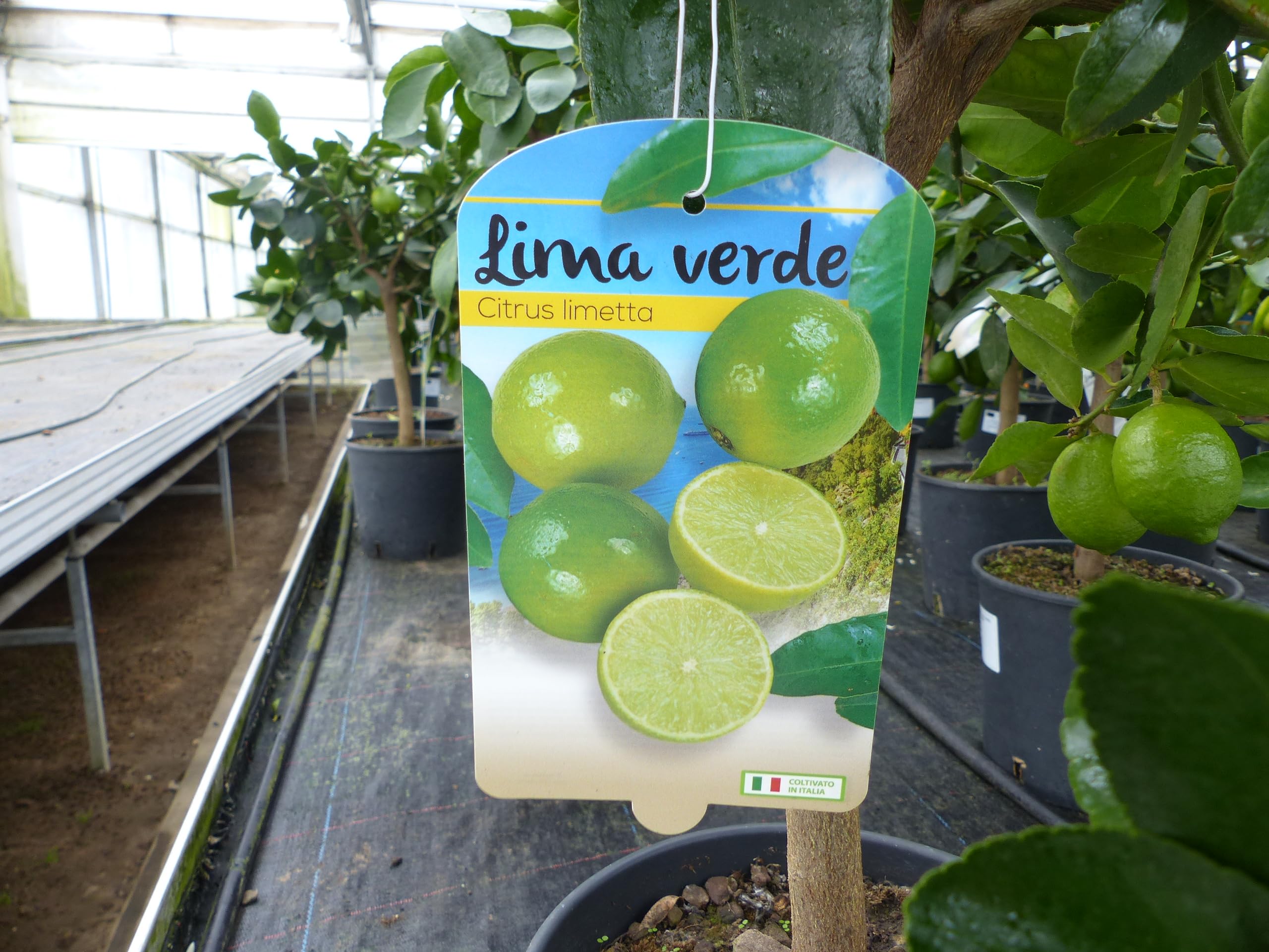 gruenwaren jakubik echte Caipi Limette Limettenbaum Citrus Lime 75-90 cm Zitruspflanze
