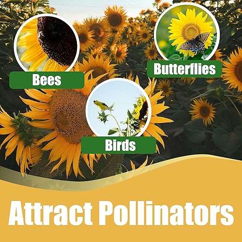 Park Seed s Van Gogh Mix Girasol, paquete de 25 semillas