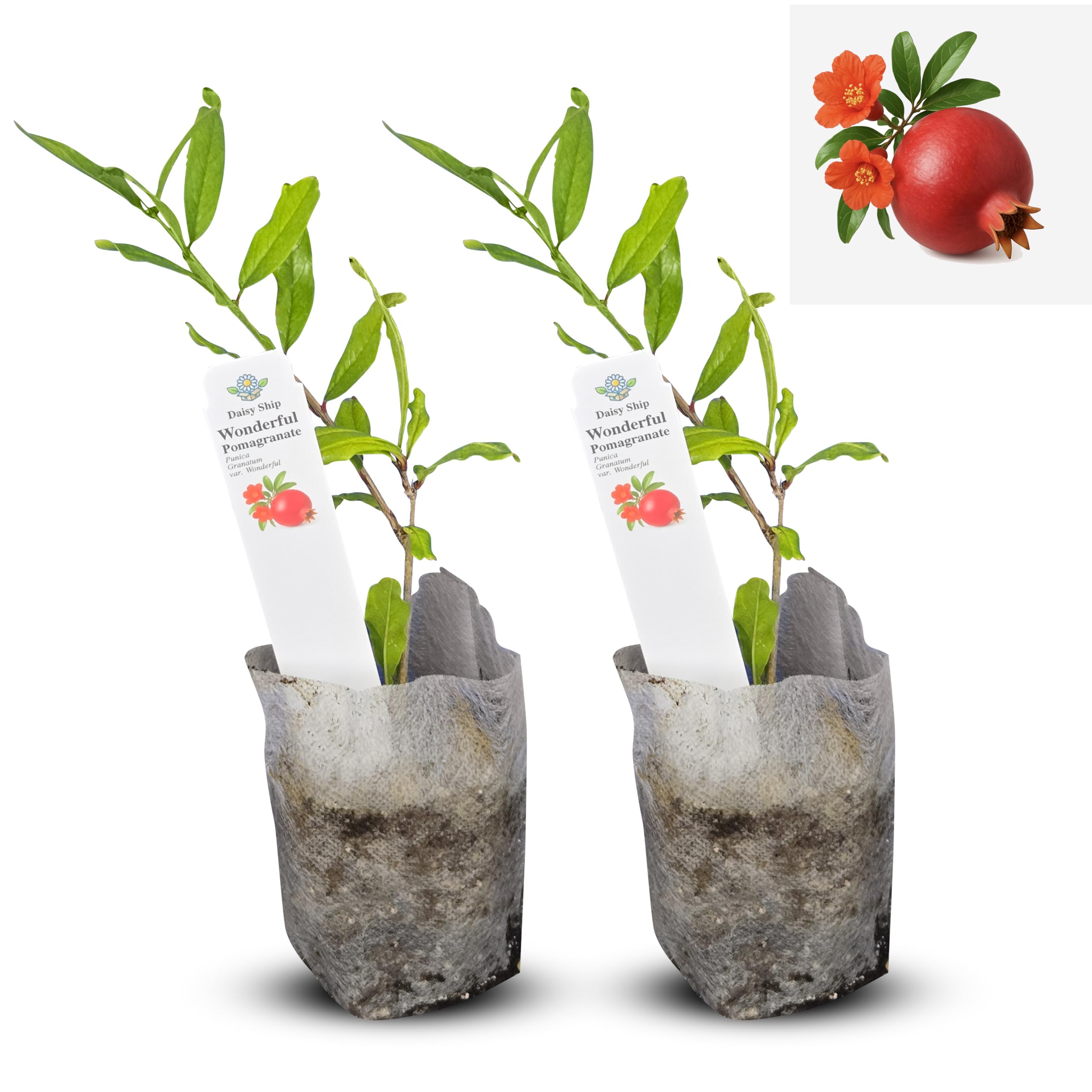 Live Pomegranate Wonderful Plants