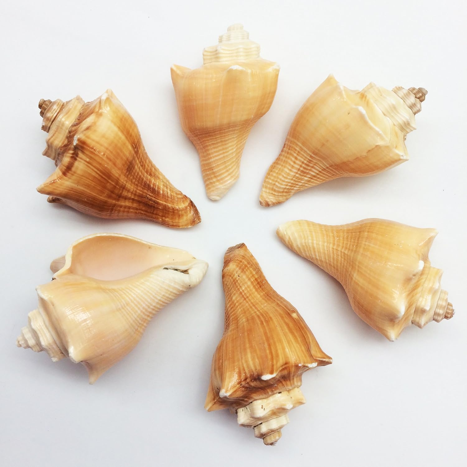 Amazon.com - PEPPERLONELY 6PC Vole Conch Sea Shells, 2 Inch ~ 3 Inch