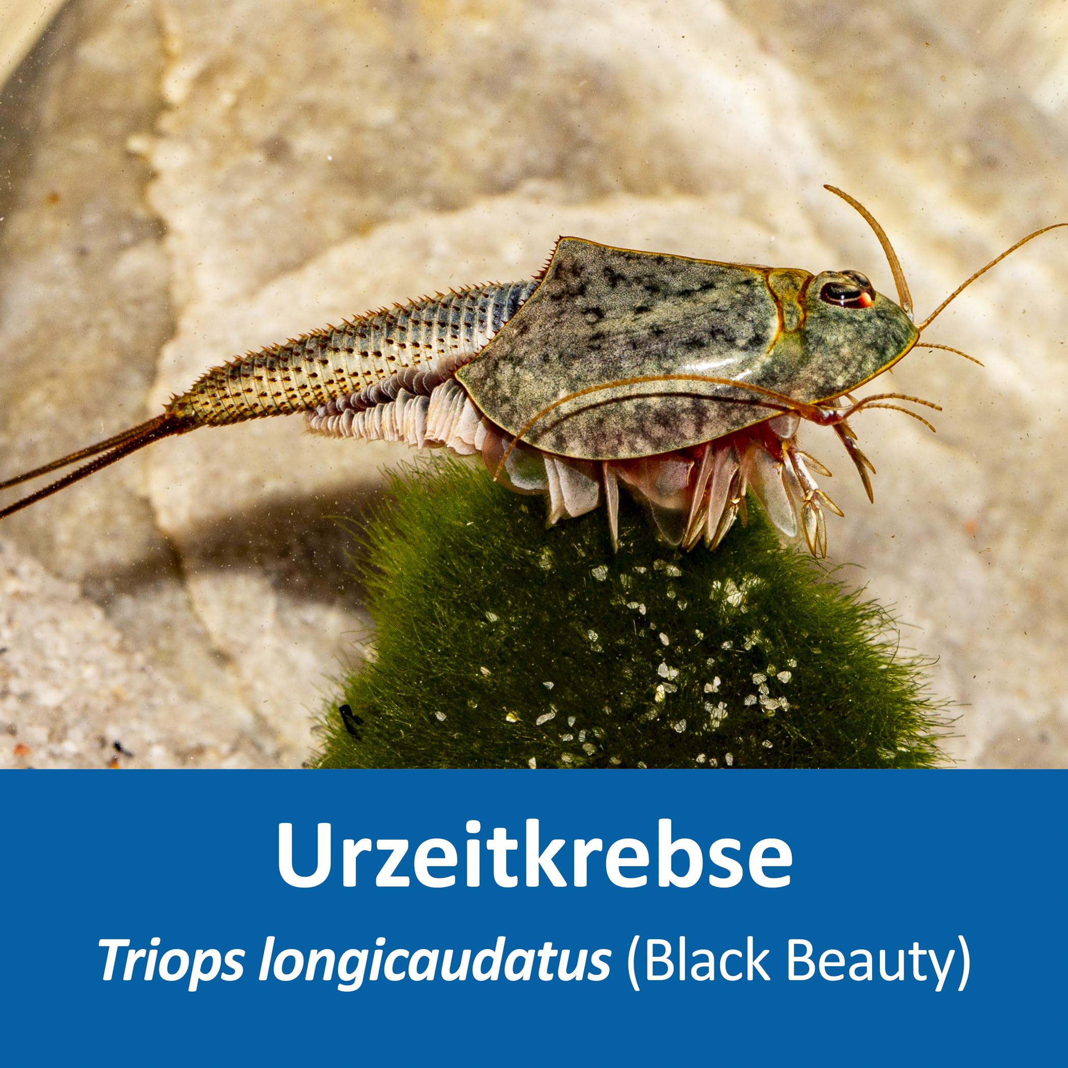 Triops longicaudatus (Black Beauty) - Starter Set Urzeitkrebs Eier - mit Futter und Anleitung