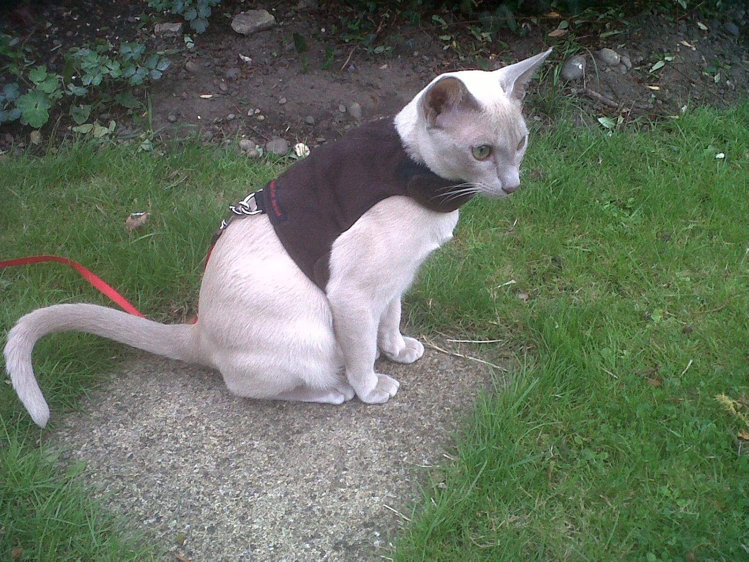 Mynwood Cat Jacket/Harness Chocolate Fleece Kitten up to 8month