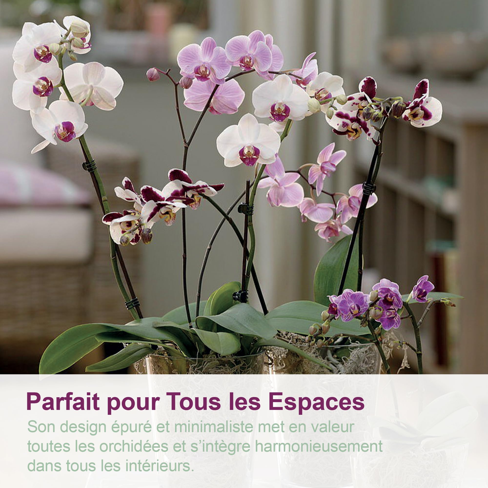 Lot de 3 Pot pour orchidées Transparent en Plastique avec Trous de Drainage et soucoupes (3 - Ø 14 cm)