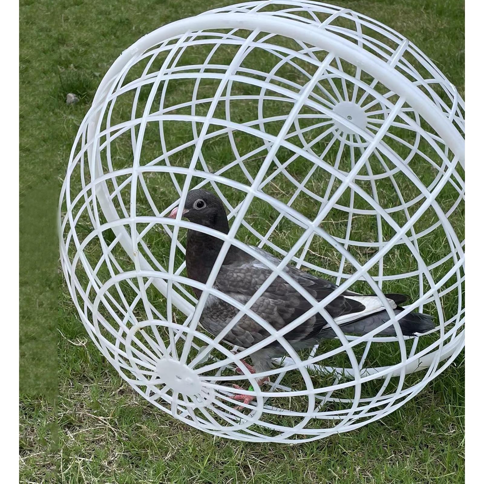 Generisch Kula królika Coop, domek dla kurczaków, plastikowy domek na świeżym powietrzu, zwijany krąg z tworzywa sztucznego - kurnik, walking chicken coop