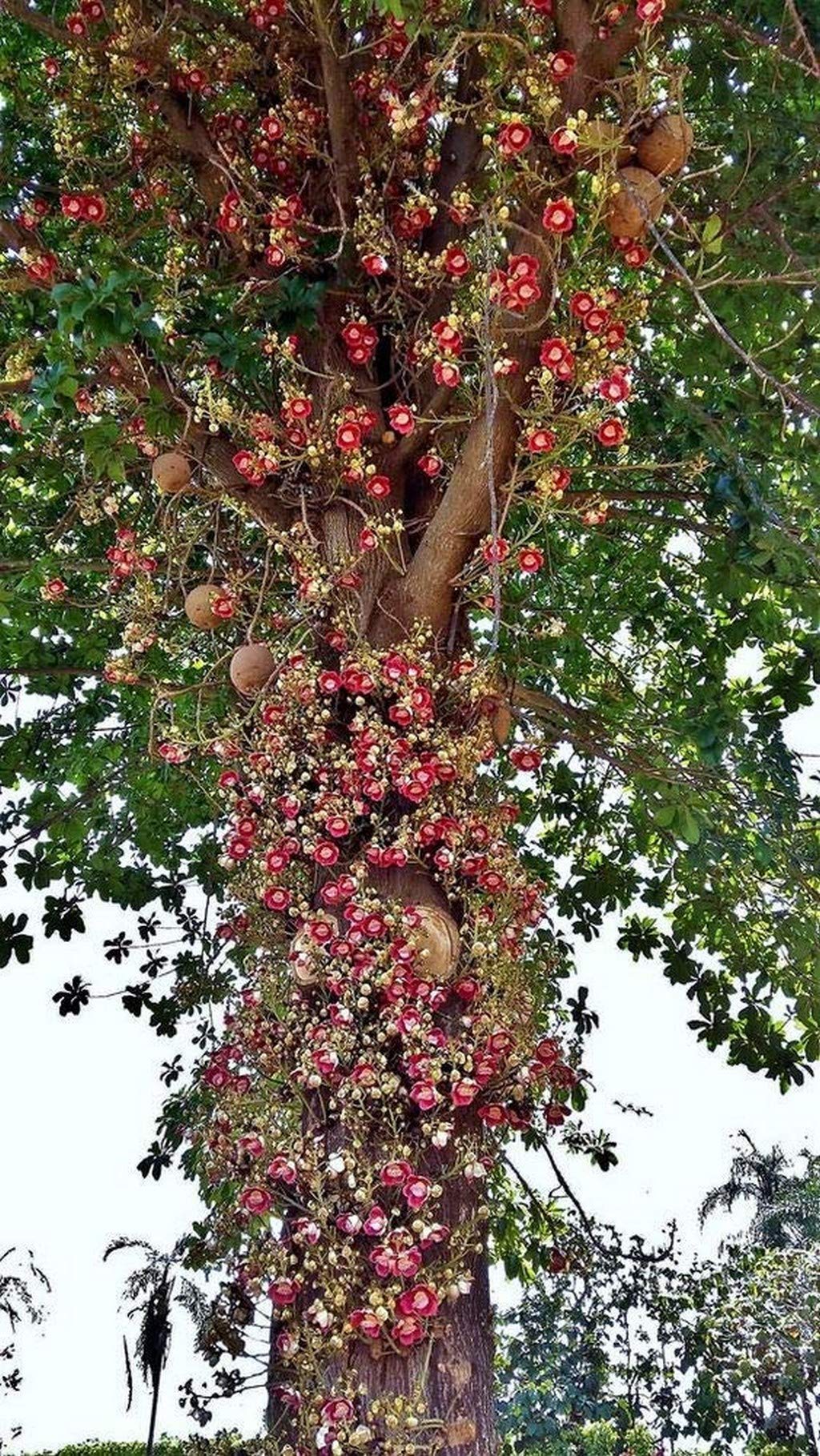 Creative Farmer Live Plant Cannon Ball Tree (Couroupita Guianensis) Nagalinga/Shivalingam Nagalingam (Cannonball Tree) Medicinal (1 Healthy Live Herb/Medicinal/Ornamental Plant) (B08Q8MTQ6M) Amazon Price History, Amazon Price Tracker