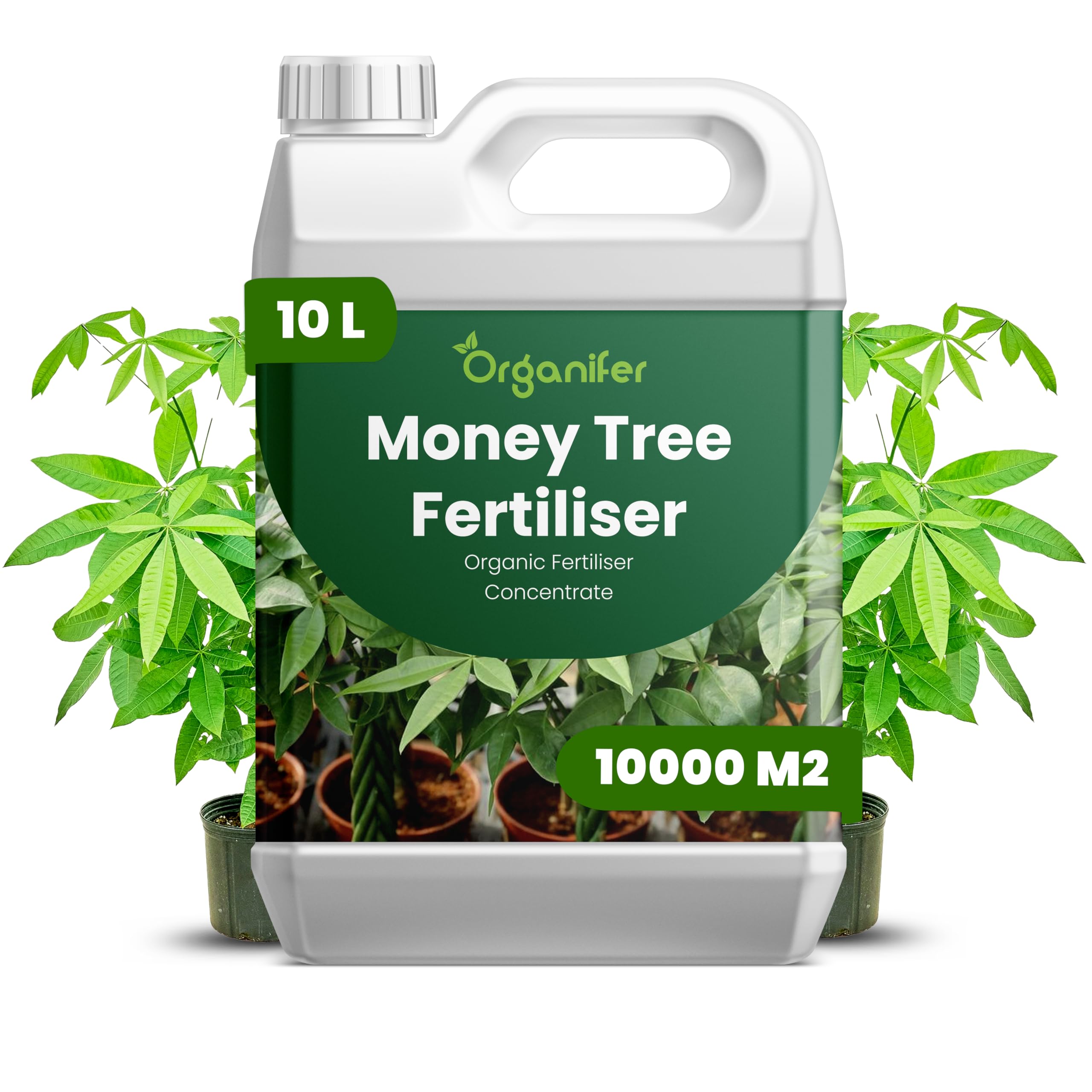 Money Tree Flüssigdünger - 10L - NPK 2-1-8 | Flüssig-Pflanzendünger Für Große Zimmerpflanzen - Büros Und Dekorative Arrangements - Organifer