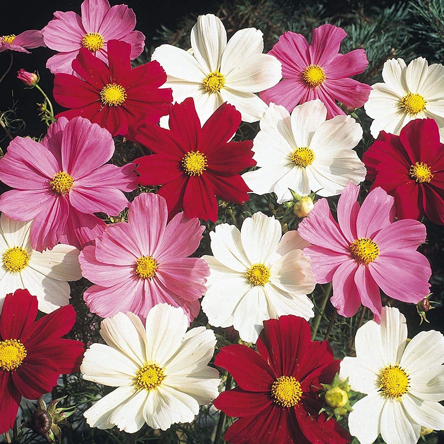 FLARE SEEDS Cosmos Mix Flowers Seeds Pack of 299 Seeds (B09BLJZCV5) Amazon Price History, Amazon Price Tracker