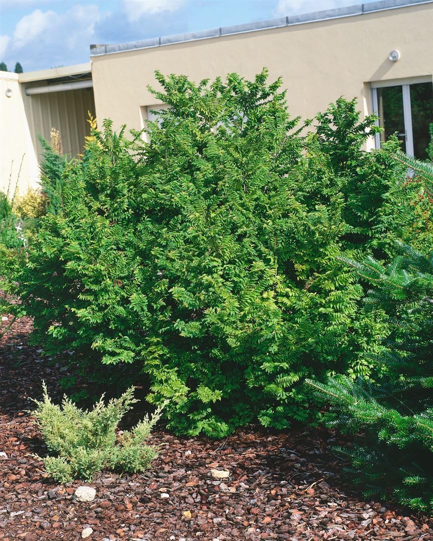 Holländische Ulme Ulmus hollandica Jacqueline Hillier 80-100 cm winterhart