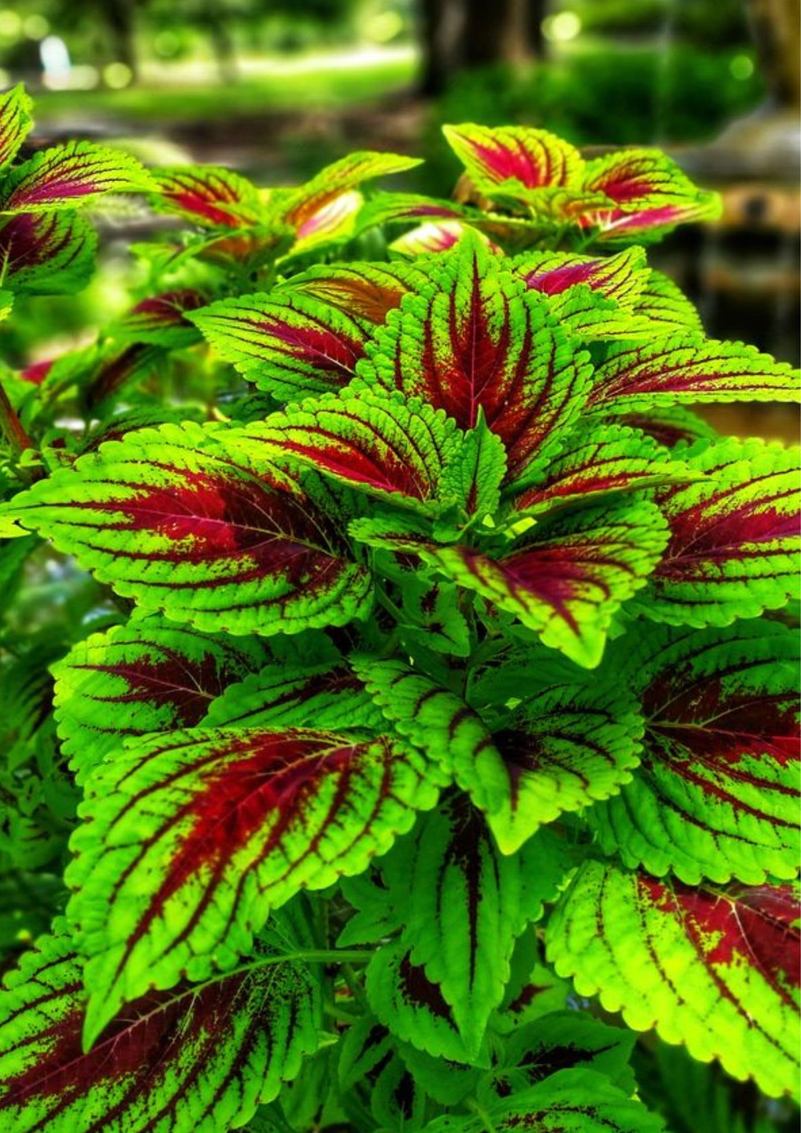 Garden® Imported Coleus Plant Seeds For Kitchen Gardening (Pack Of 100 Seeds)
