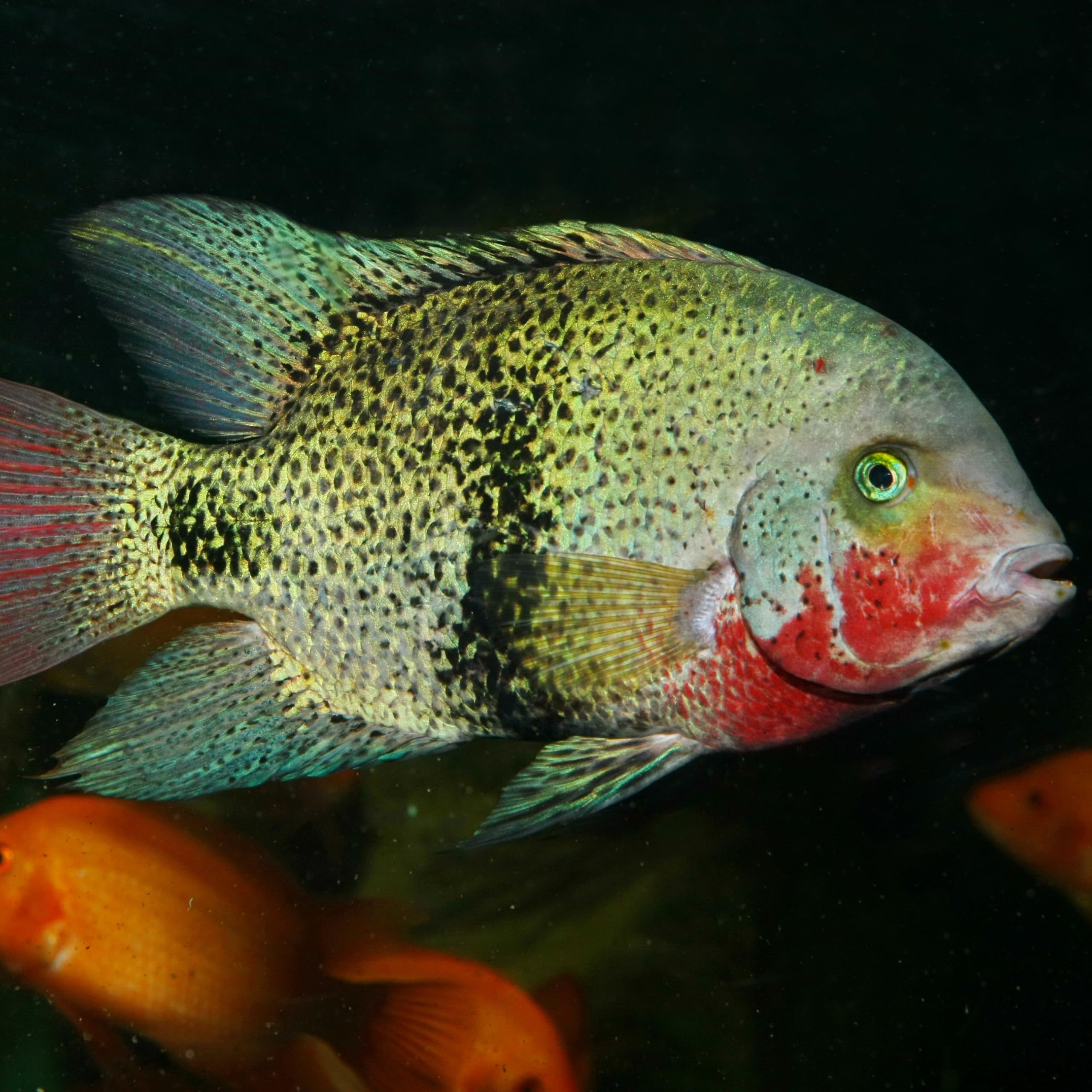 JBL PRONOVO Cichlid Grano, alimento Principal para cíclidos de 15 – 25 cm, dosificador Clic, gránulos para piensos para Peces, Talla XL, 1000 ml
