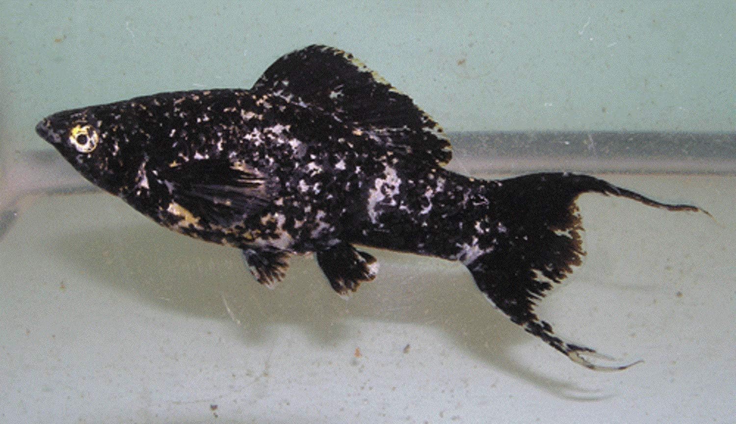 YourFishStore X7 Marble LYRETAIL Molly Package Freshwater