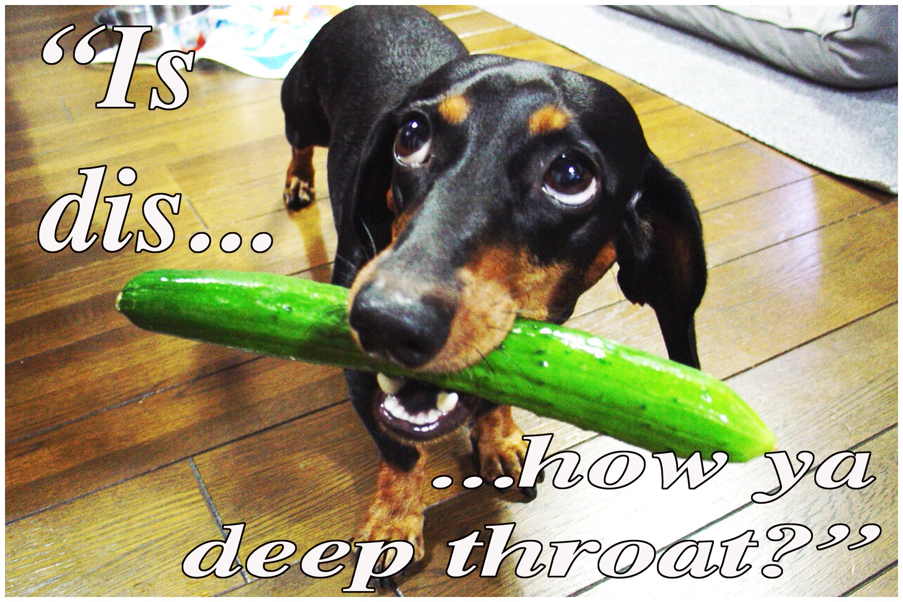 animal dog deep throat DEEP THROAT?— 1 small, funny fridge magnet, meme decorative magnetic sign  plaque, Black-and-Tan Dachshund pet dog bites cucumber: Buy Online at Best  Price in UAE - Amazon.ae