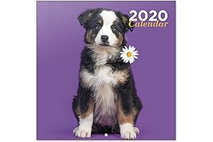 ERIK - Chantrenne Dog 2020 Wall Calendar, 16 Months, 30 x 30cm