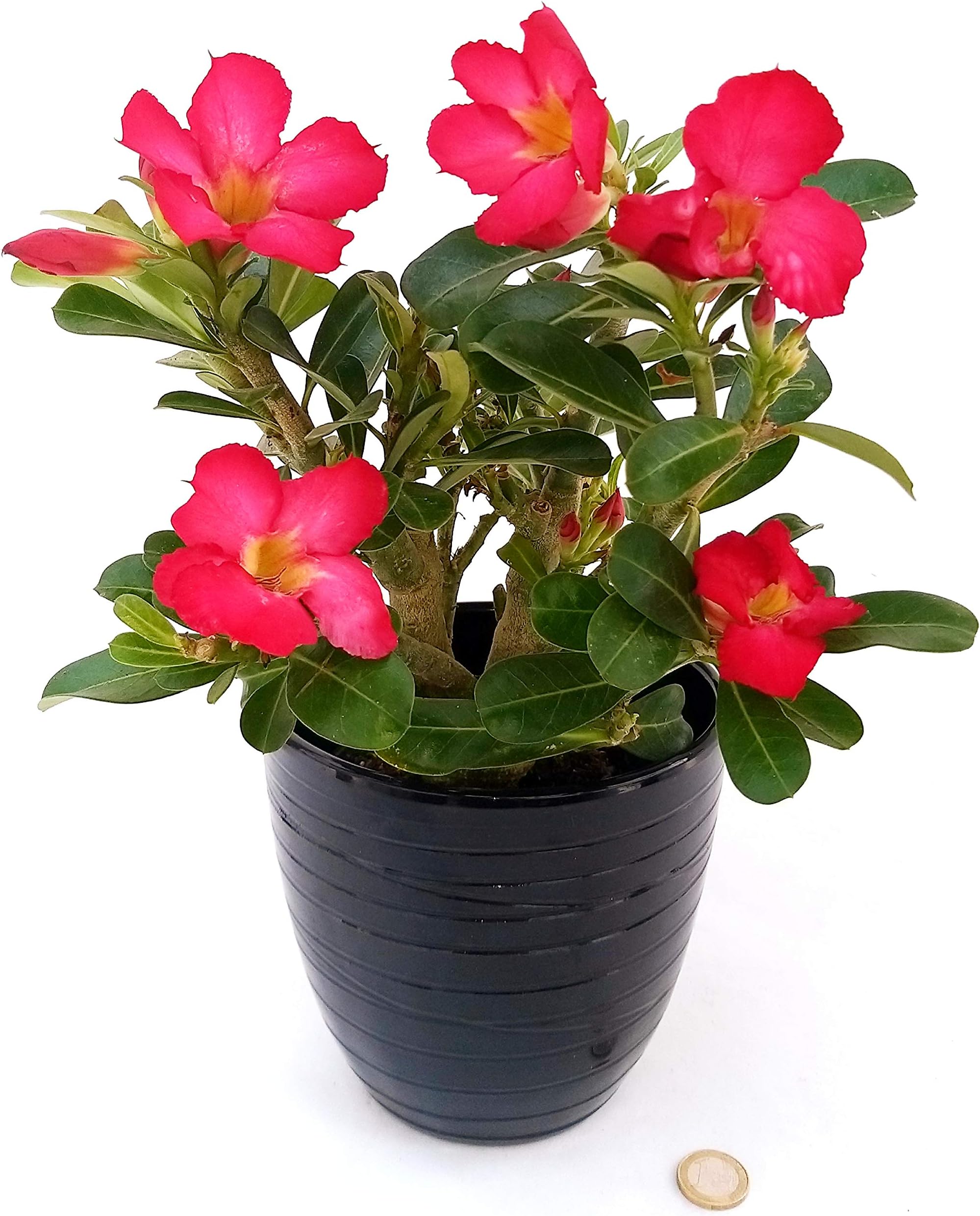 Rosa Del Deserto (Adenium Obesum) - Pianta Grassa Colorata, Vaso Primaverile - Foto 6