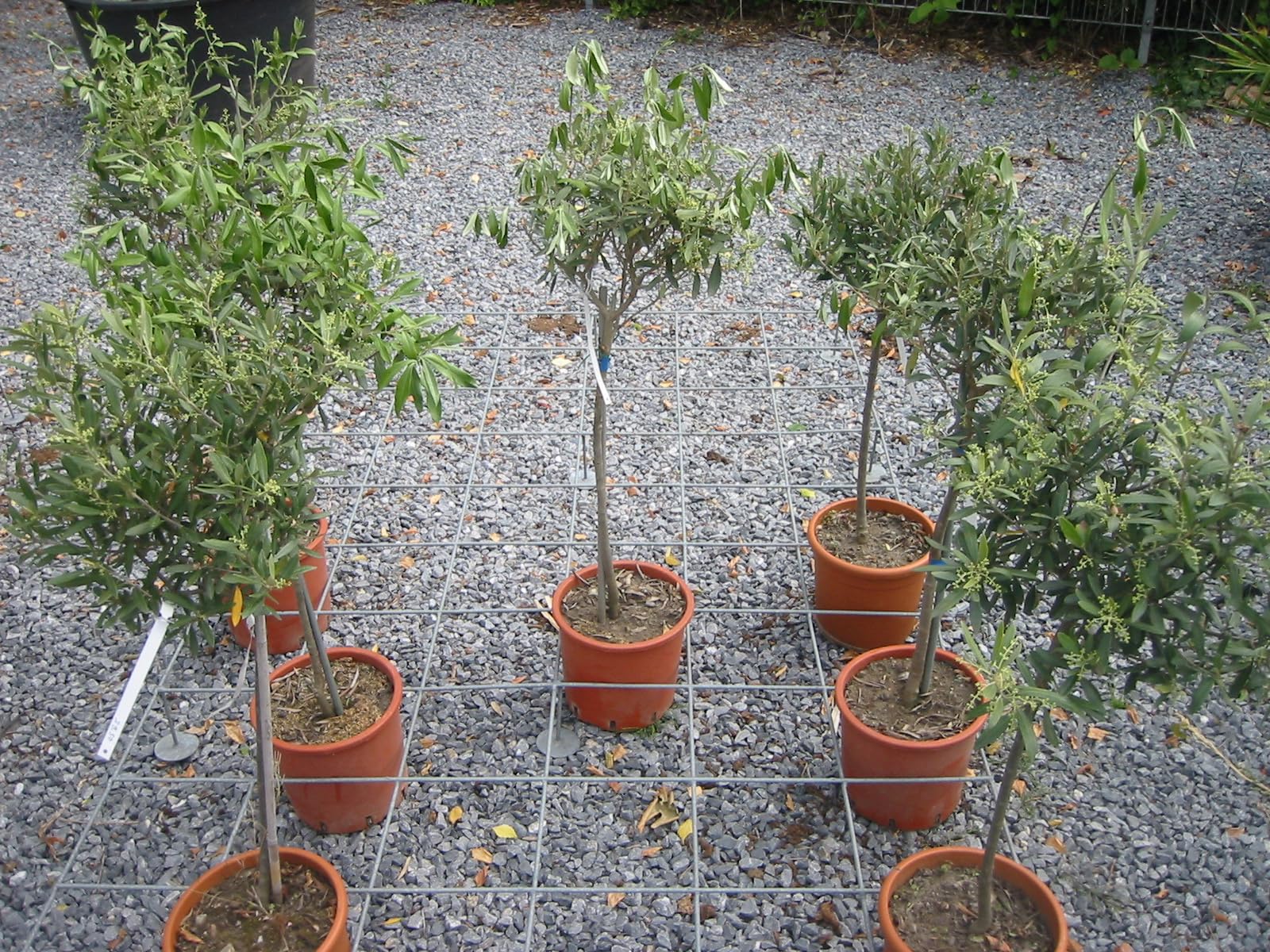 Olivenbaumdnger, Olivendnger, Olea Europea 1,5 Kg : Amazon.de: Garten