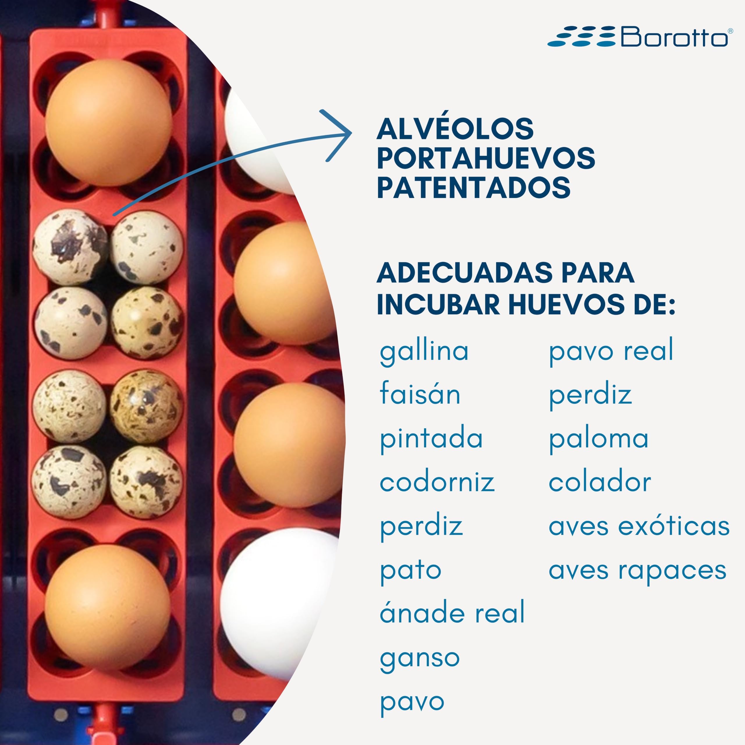 Borotto Lumia 16 Expert | Incubadora de Huevos Automática Profesional Patentada 16 Huevos o 64 Pequeños con Volteador de Huevos Automático, Control de Temperatura, Humidificador Sirio | Made in Italy