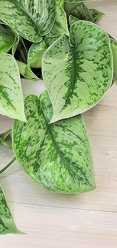 Miniatura 9 de Scindapsus Pictus Argyraeus 'Exotica Silver Satin Pothos' - Planta viva en maceta de 4 pulgadas por 3exoticgreen - Plantas de interior vivas de