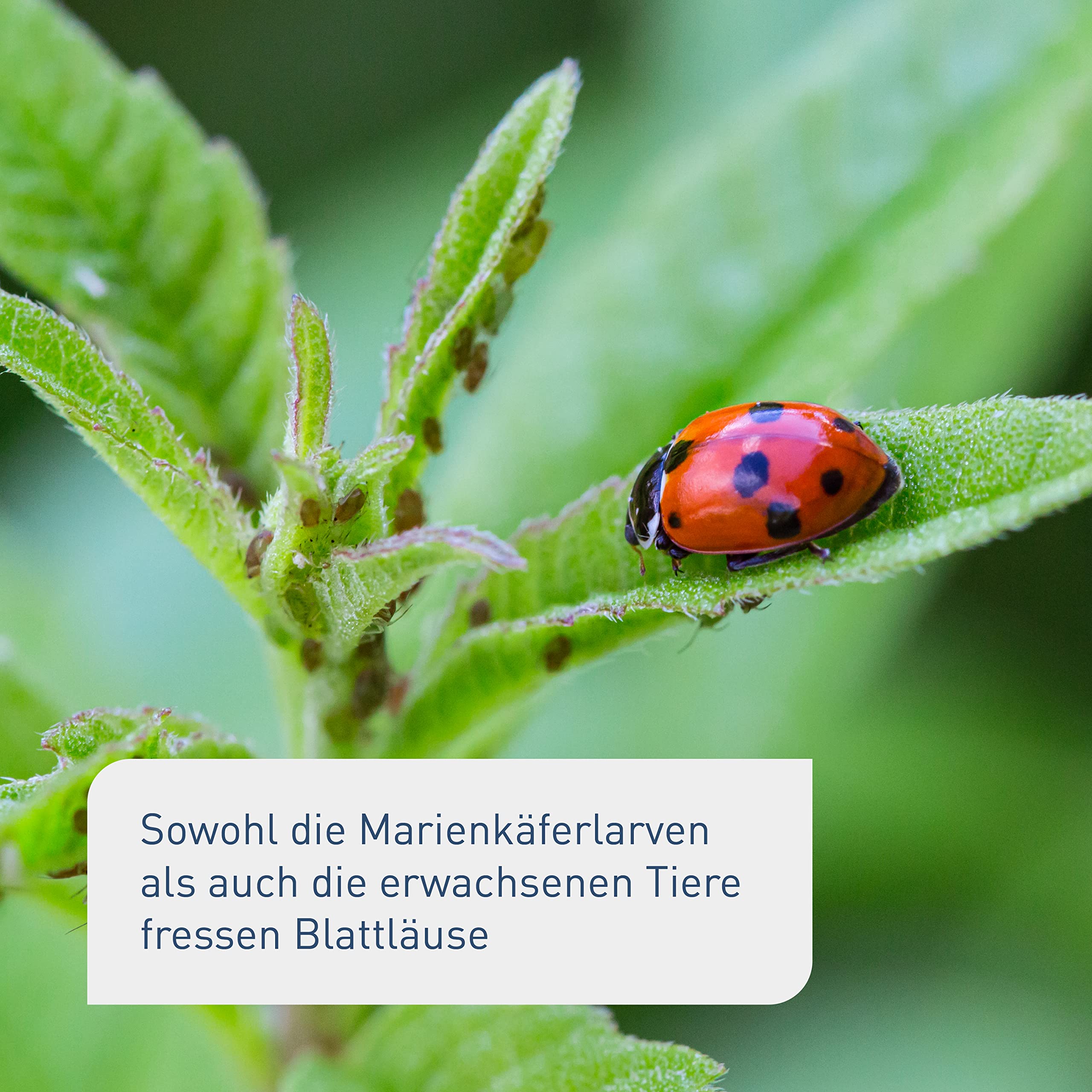 Plantura Siebenpunkt-Marienkäfer gegen Blattläuse, wirksam & nachhaltig, 10 Nützlinge