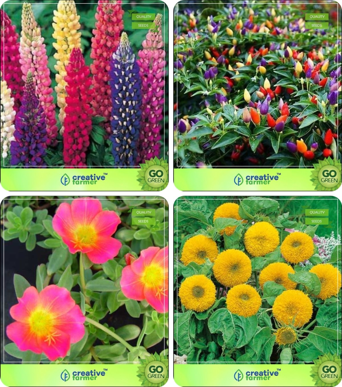 Creative Farmer Flower Seeds : Plants Outdoor Combo Lupin, Ornamental Choice, Portulaca Grandiflora, Sunflower Teddy Bear Garden Flower Seeds Pack By CreativeFarmer (B076MFHSKN) Amazon Price History, Amazon Price Tracker