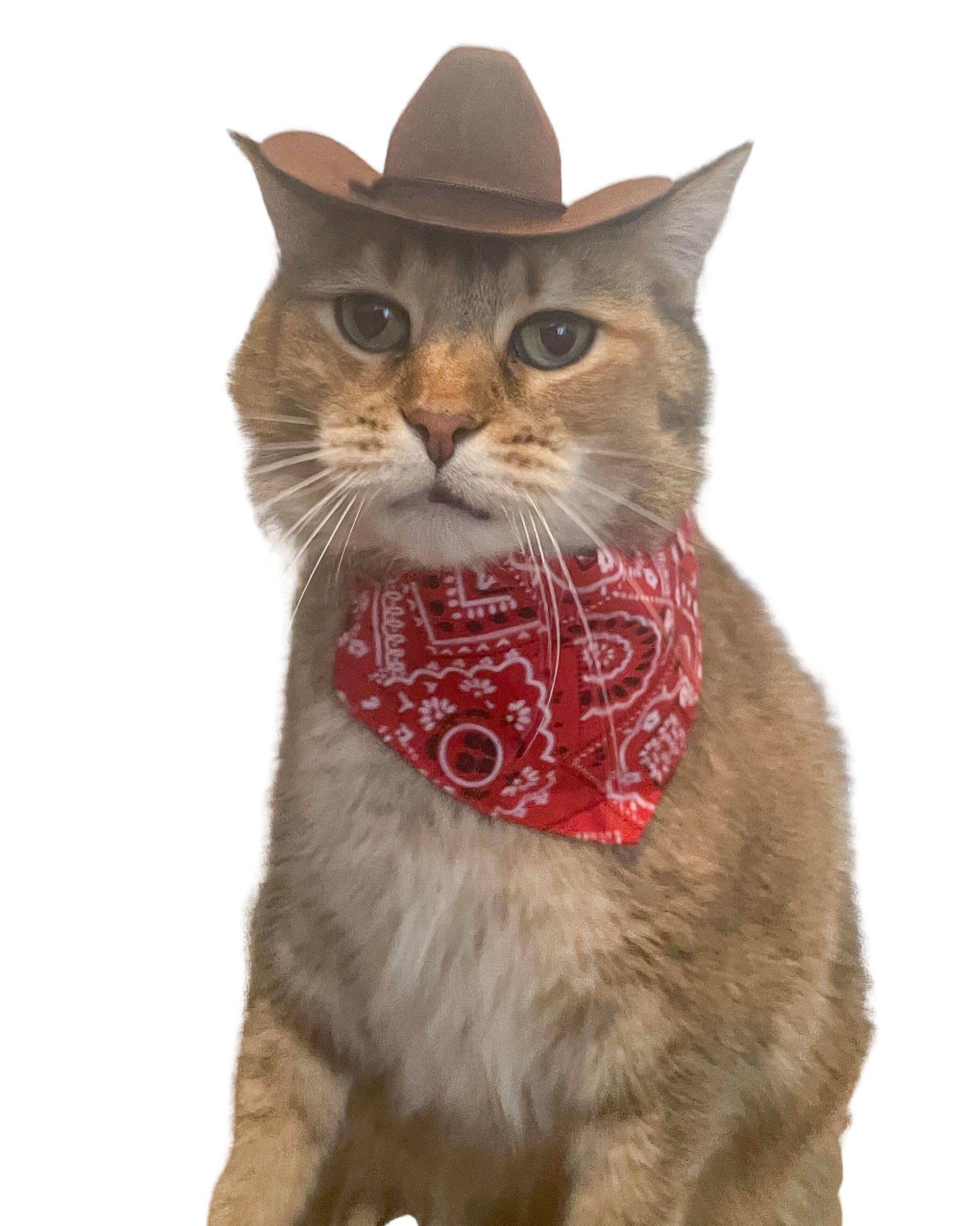 Amazon.com: Mini Cowboy Hat & Red Bandana for Cats – Funny 