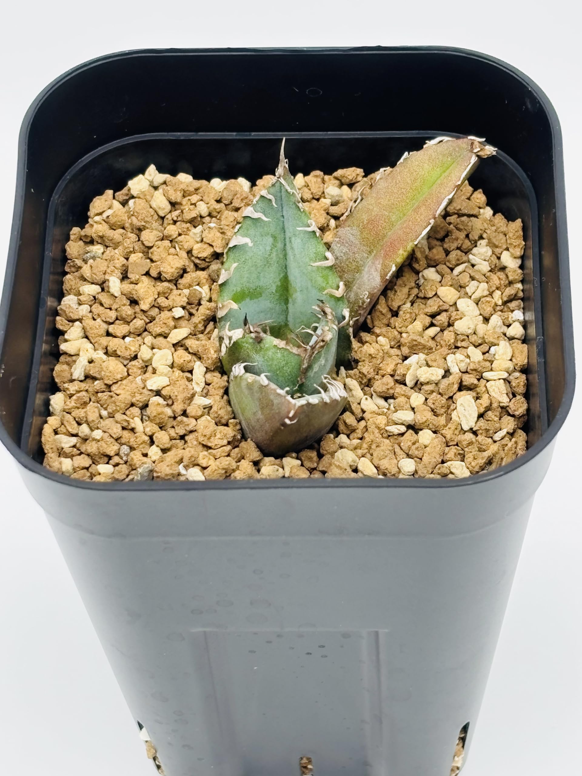 白鯨　チタノタ　アガベAgave titanota ‘White Whale アガベ チタノタ 白鯨 / Agave titanota 'White Whale' #39