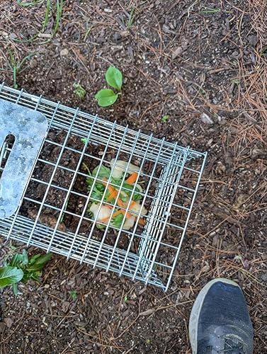 Bugs Bunny should have taken a left at Albuquerque