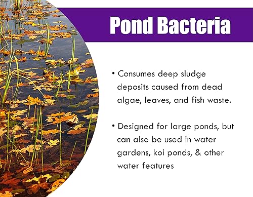 Vista 17 de Pondworx Pond Bacteria - Concentrado y formulado para características del agua - Seguro para Koi - 16 onzas y trata hasta 2,500 galones de agua