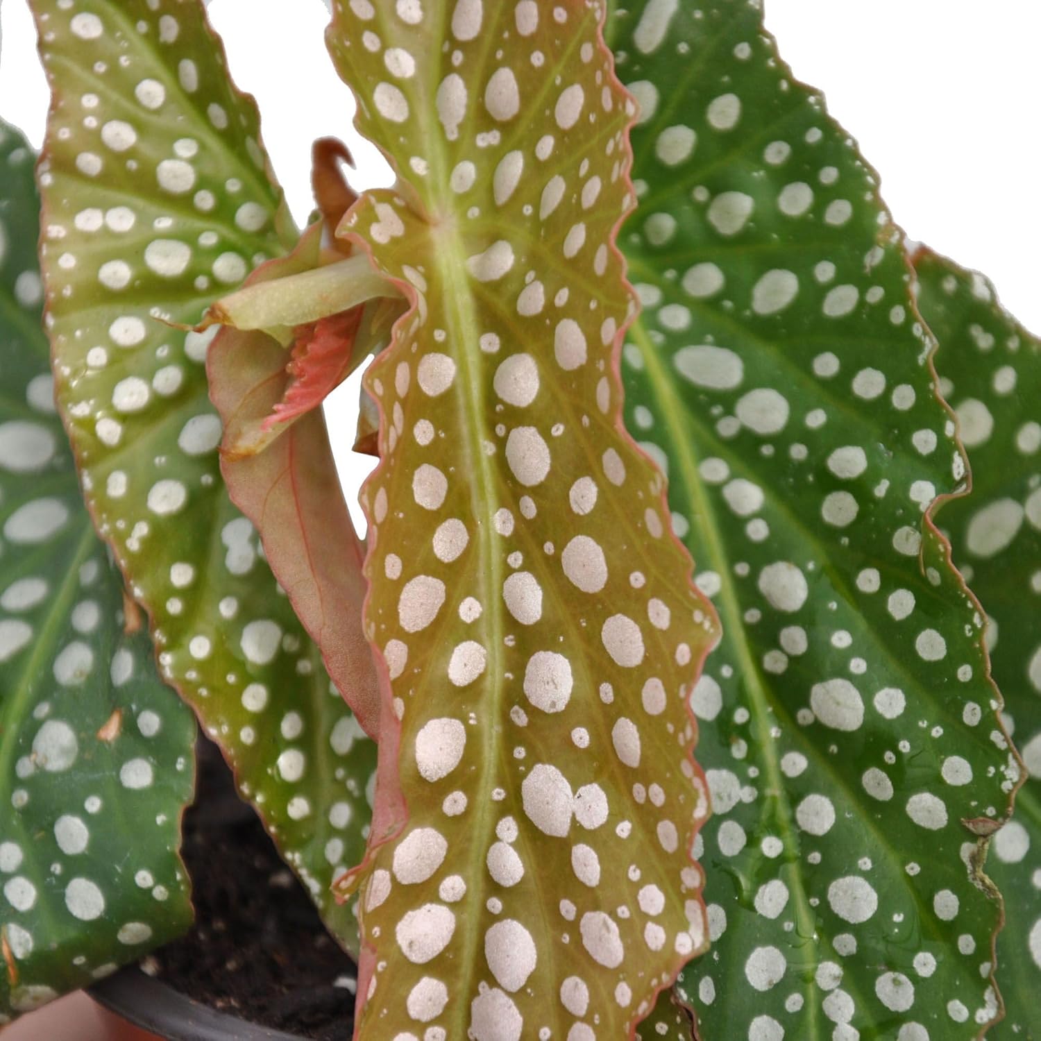 B. maculata 'Double Dot', Double Polka Dot/Spotty/Cane Begonia, houseplant, Two Times the Silvery Spots on Rare Angel Wing Plant, Container Size: 3.5"