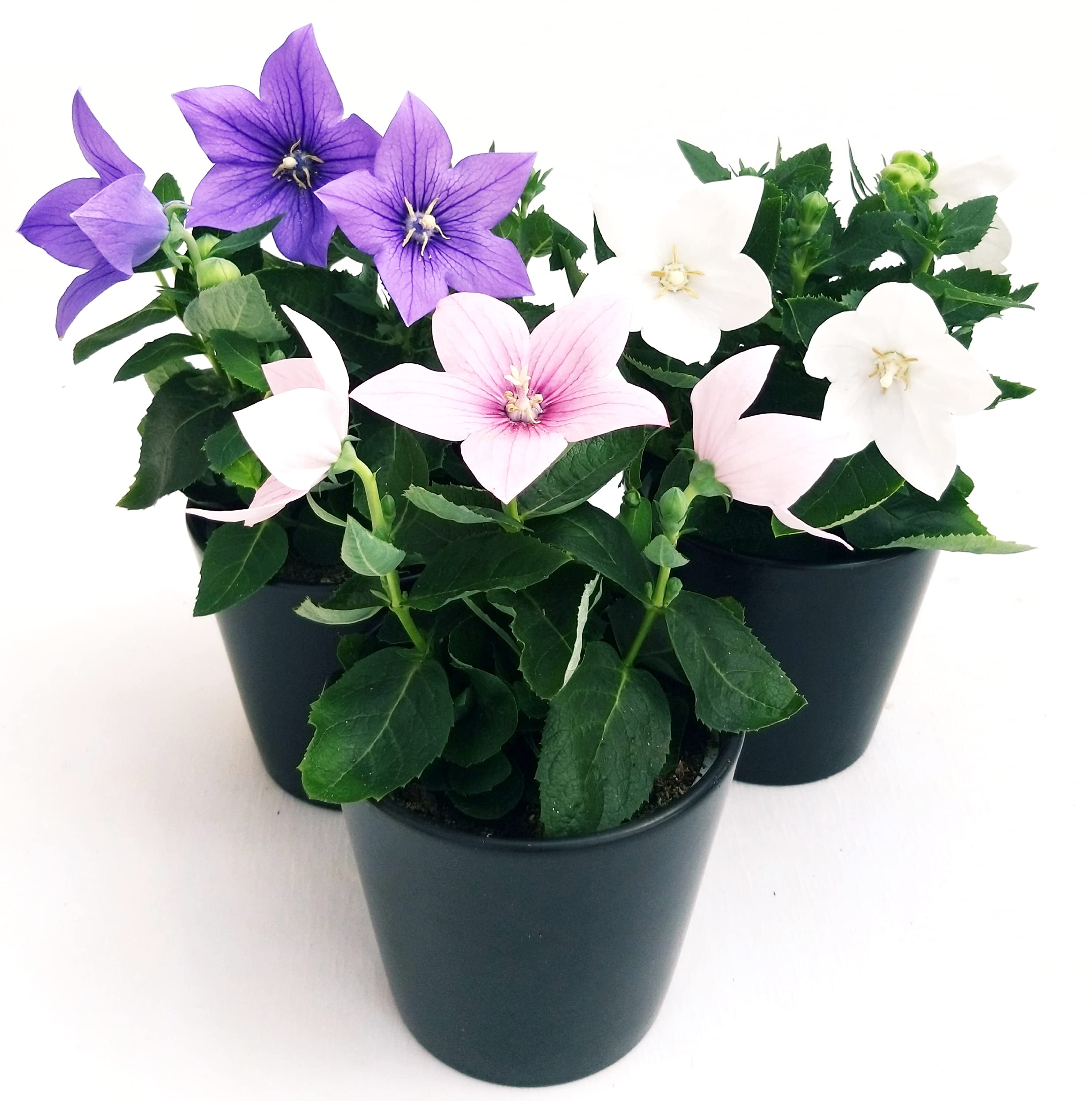 POWERS TO FLOWERS - PLATYCODON TRICOLORE BLU - ROSA - BIANCO, 3 PIANTE, piante vere