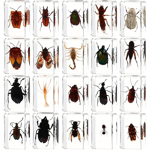 Juego de 20 muestras de insectos en resina, colección de insectos, pisapapeles, arácnidos, resina de arácnidos, diferentes tipos o tamaños, insecto