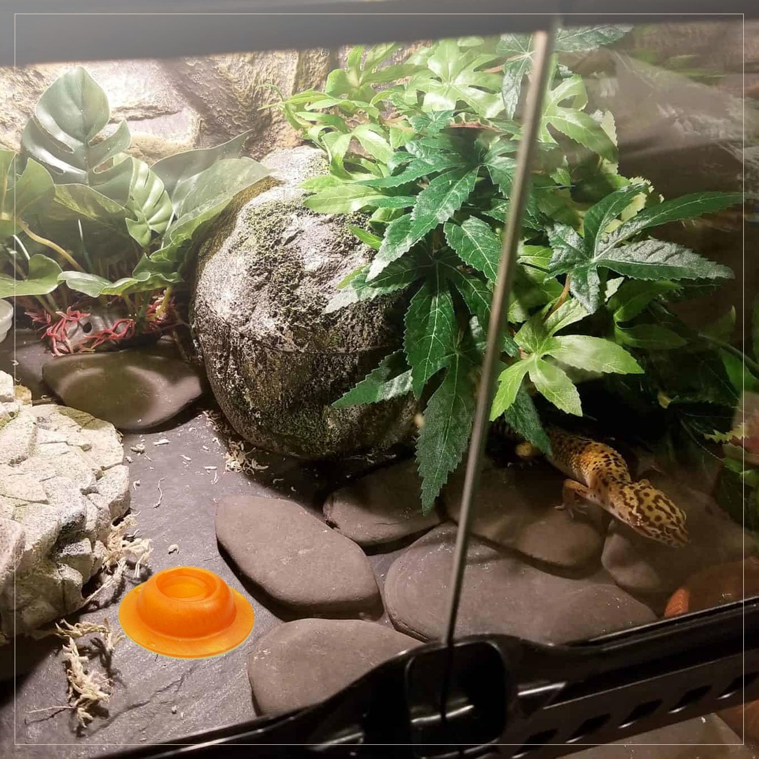 Leopard Gecko Pack Gecko Calcium Dish For s Reptiles Small Gecko - Main Image