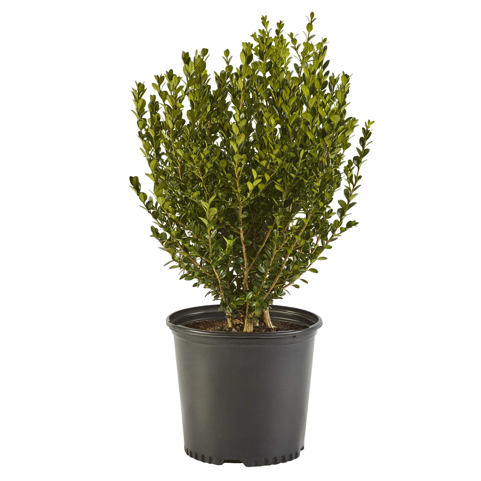 Boxwood Wintergreen, 3 Gallon