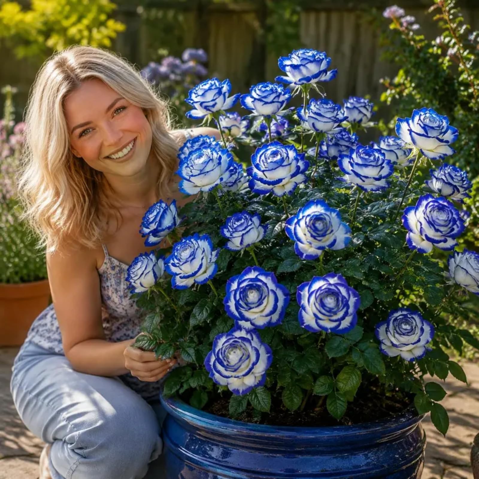 Fast Growing Hybrid Roses Plants for Beautiful Outdoor Garden Displays-1 Rhizome-A