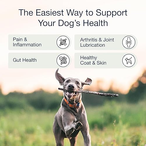Vista 5 de Suplemento de cadera y articulaciones para perros, mejillones de labios verdes, colágeno, cúrcuma, MSM + glucosamina para perros cadera