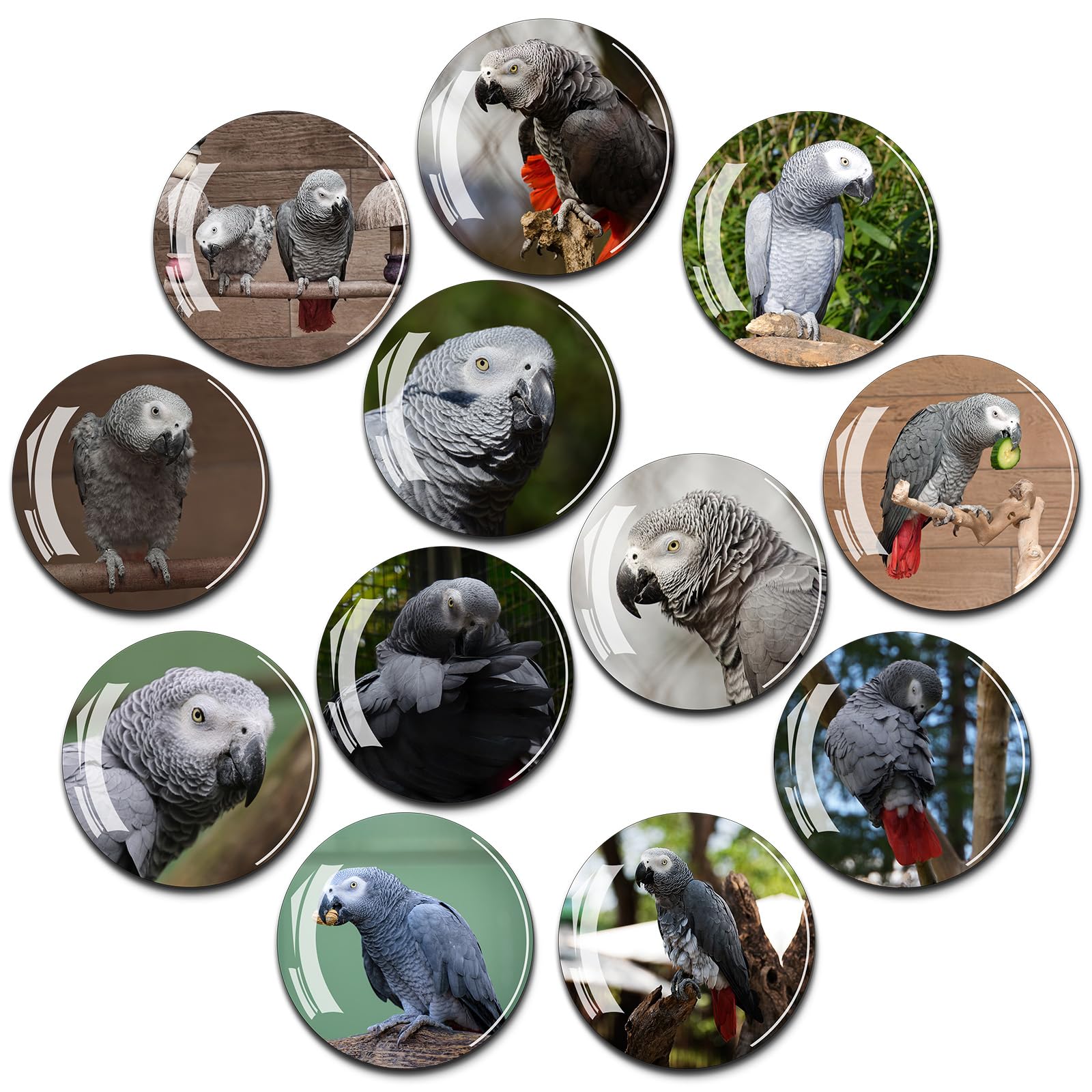 Photo 1 of 12Pcs Glass Strong Magnetic Refrigerator Magnet Fridge Sticker - Cute Dog Crystal Fridge Magnets Decoration,Office Whiteboard Magnets for Home Decor Crafts (Grey Parrot)