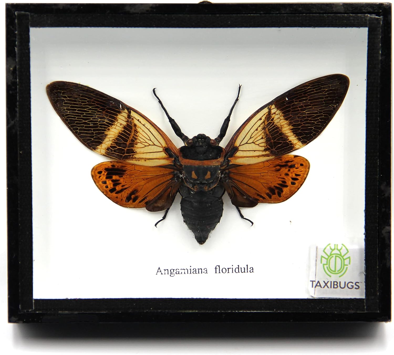 Real Exotic Cicada Opens Wings - Taxidermy Collection Framed in a Wooden Box As Pictured (Red Wings, Black Wooden Box)