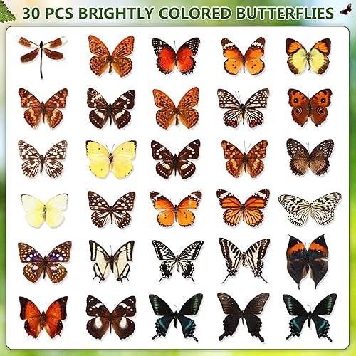 Miniatura 2 de Thyle 30 piezas de espécimen de mariposa de taxidermia real, material de arte, decoración natural, colección de mariposas sin montar, varios