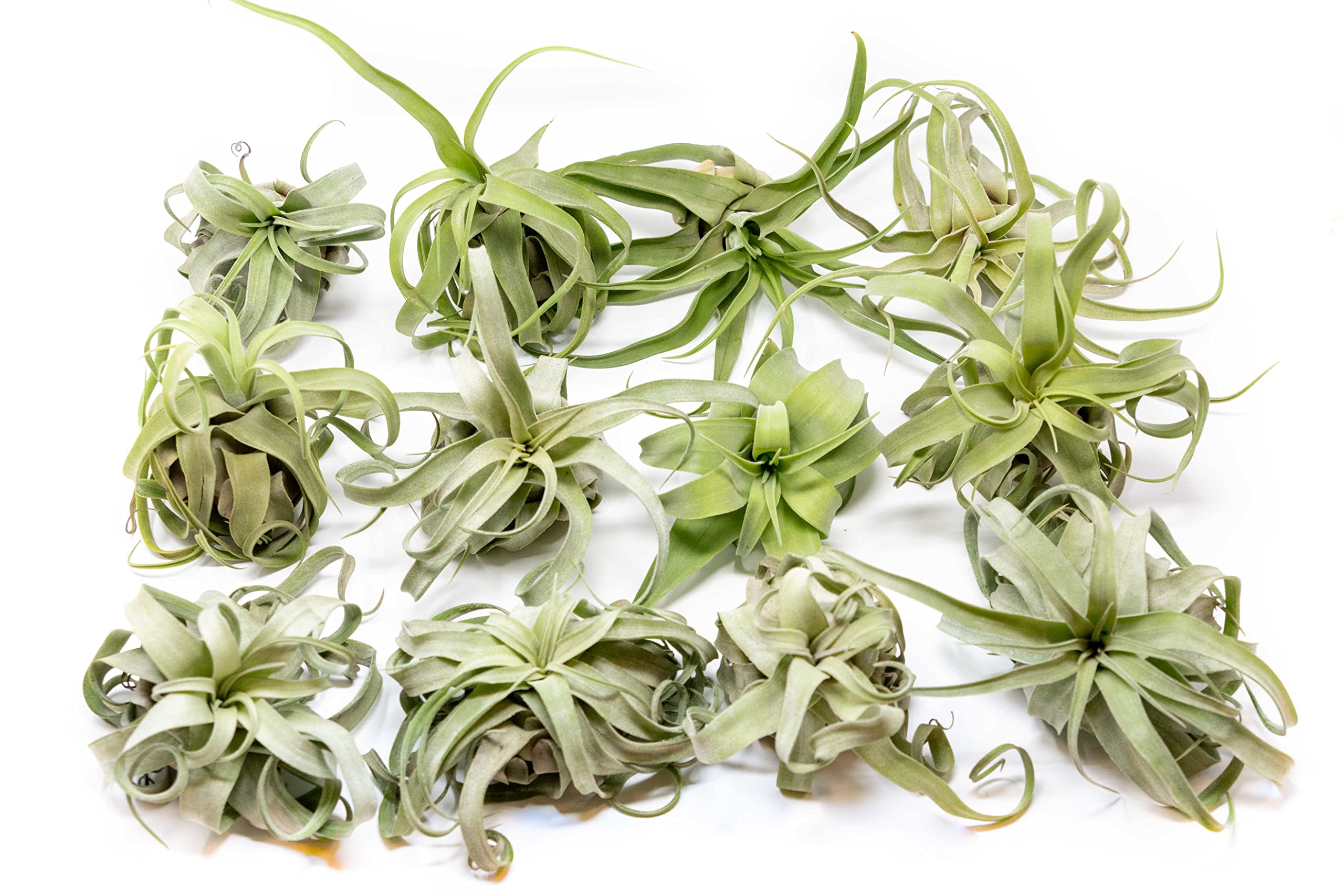12 Pack Medium Air Plants Streptophylla - Live Tillandsia Succulent House Plants - Available in Wholesale and Bulk - Home and Garden Decor - Easy Care