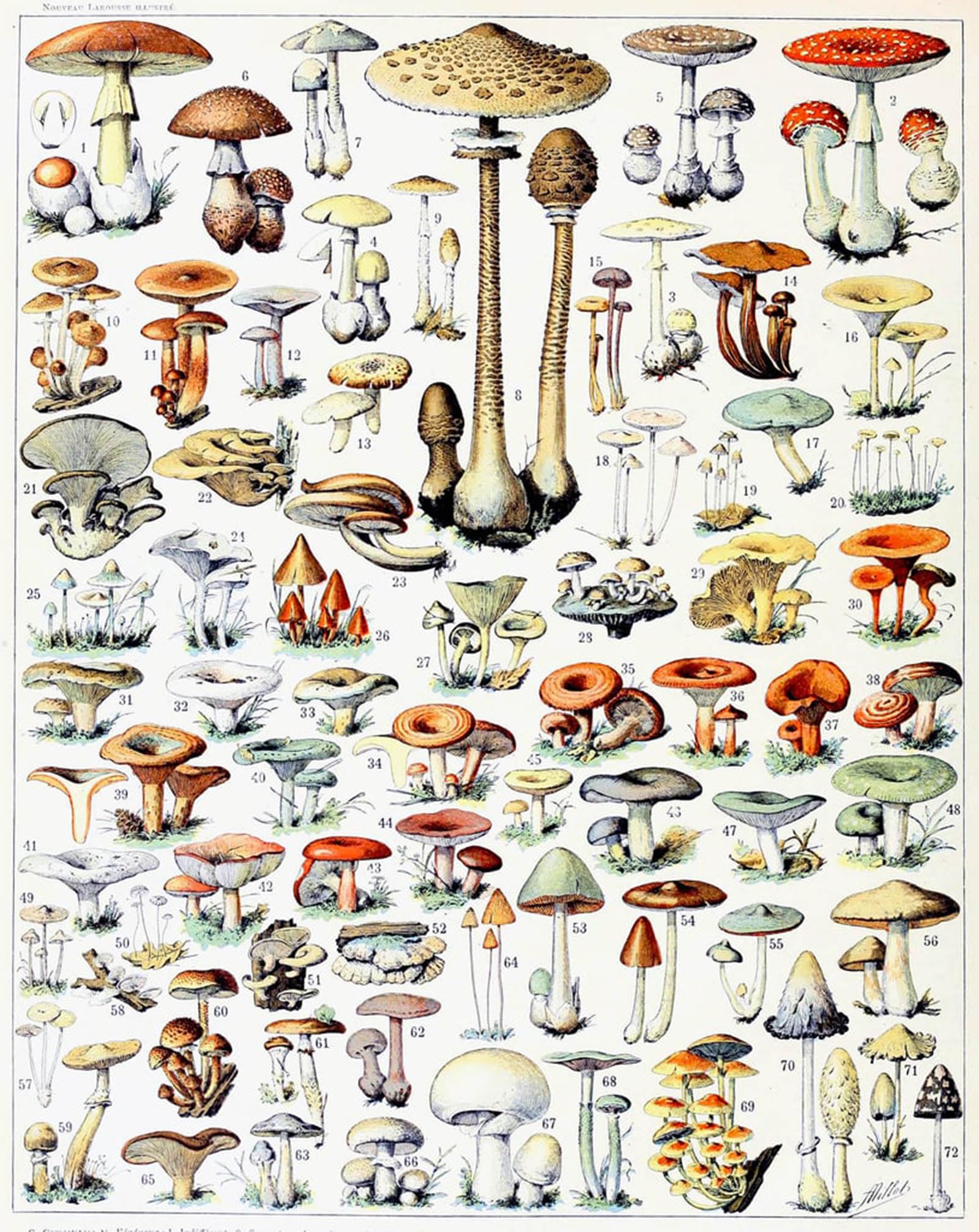 ARTXLXXBN Famous Prints Artwork Pictures Poster Painting Art Illustration of plant by Adolphe Millot Artwork Landscape Pictures for Home Decor 60x90cm