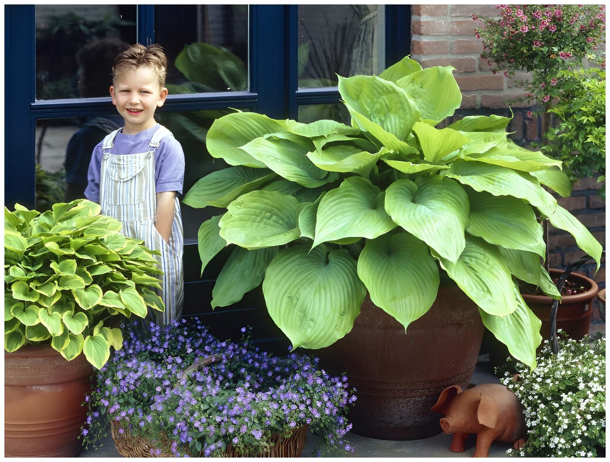 Seltene Hosta Funkien-Rhizome Super Kollektion - Winterhart Mehrjhrig 4  Rhizome Fr Garten & Balkon