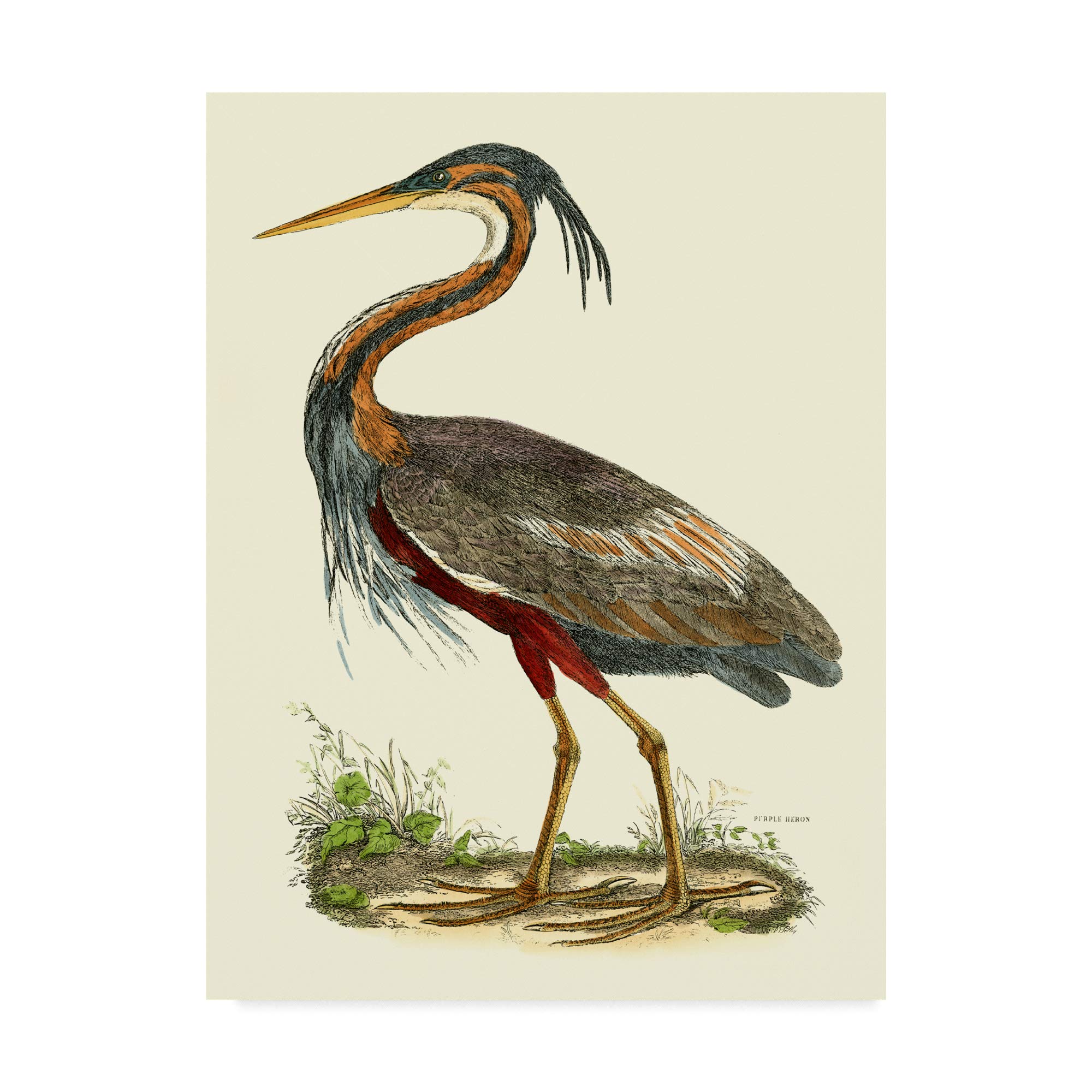 Trademark Fine Art Custom Purple Heron by John Selby, 14x19-Inch