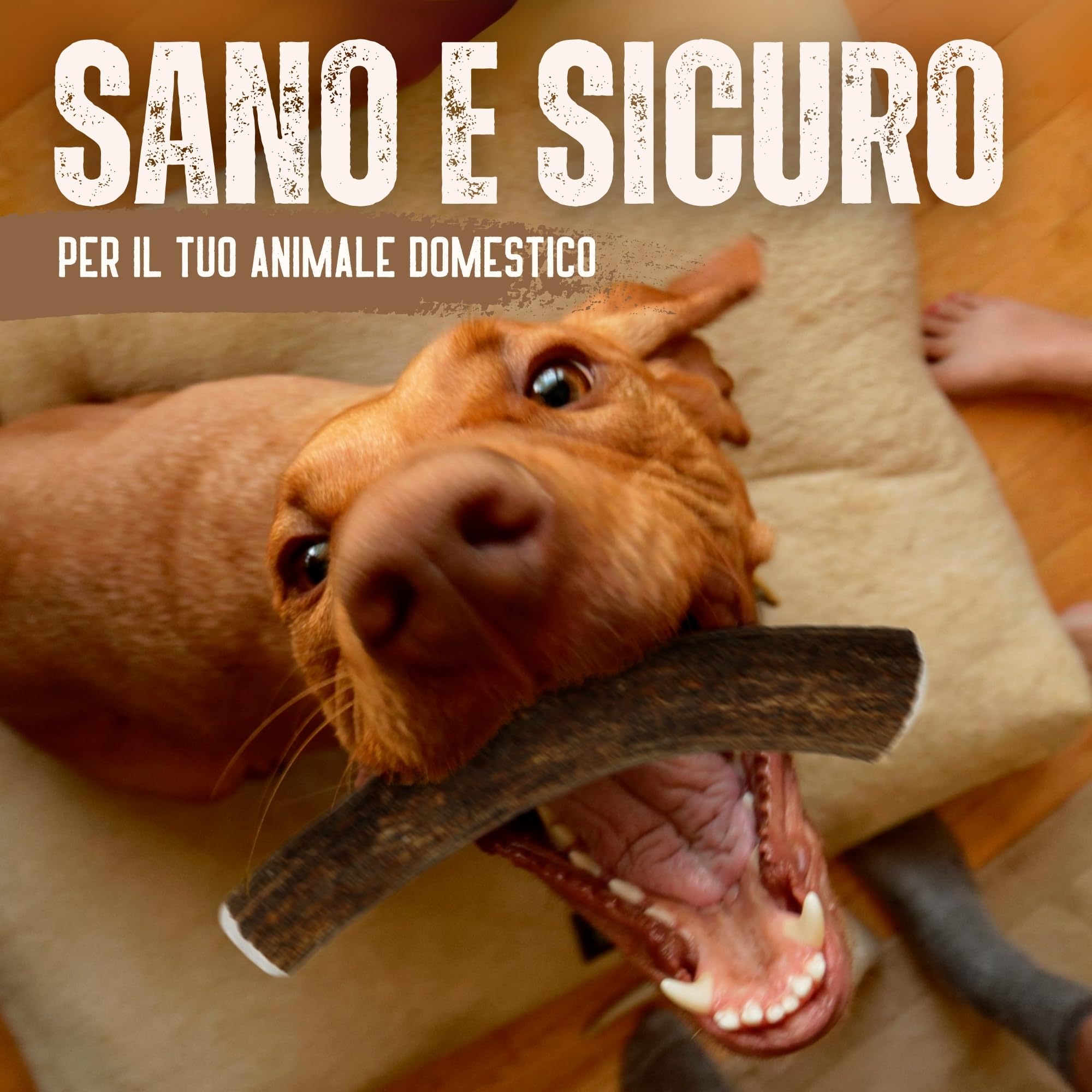 Corno di Cervo Naturale per Cani | Masticatore Dentale Duraturo | Origine Naturale, Senza Additivi | Kira&Gara® (M - 71-100g, Pack de 2)