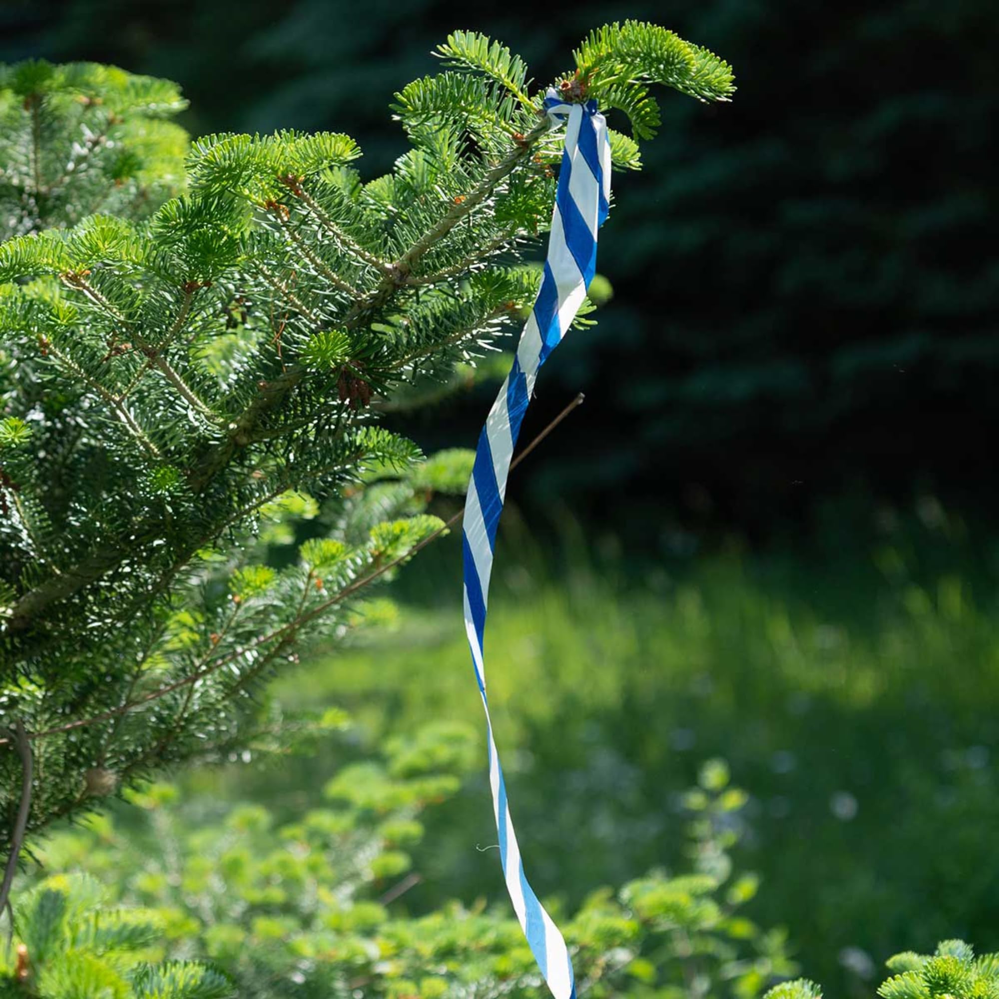 Presco Stripe Cinta de bandera con rollo estampado: 1-3/16 in. x 300 ft. (Rayas blancas y verdes)