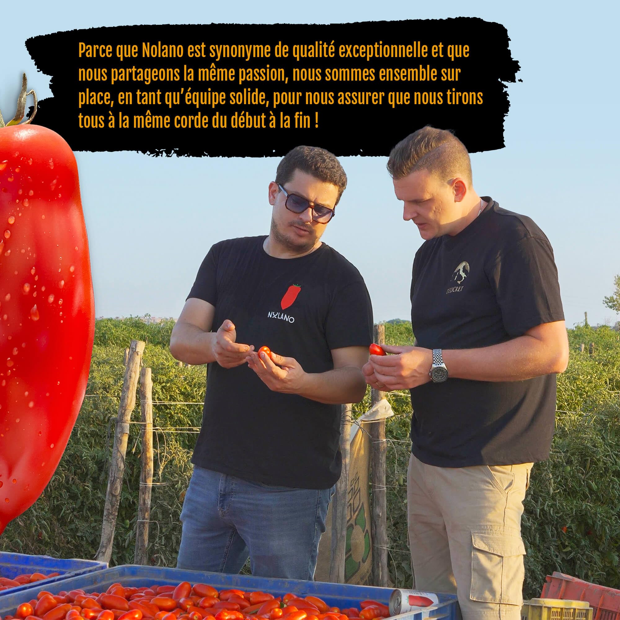DELICRET – 12 x 400 g NOLANO Tomates San Marzano DOP | entières & pelées | Tomates à pizza (12 x 400 g)
