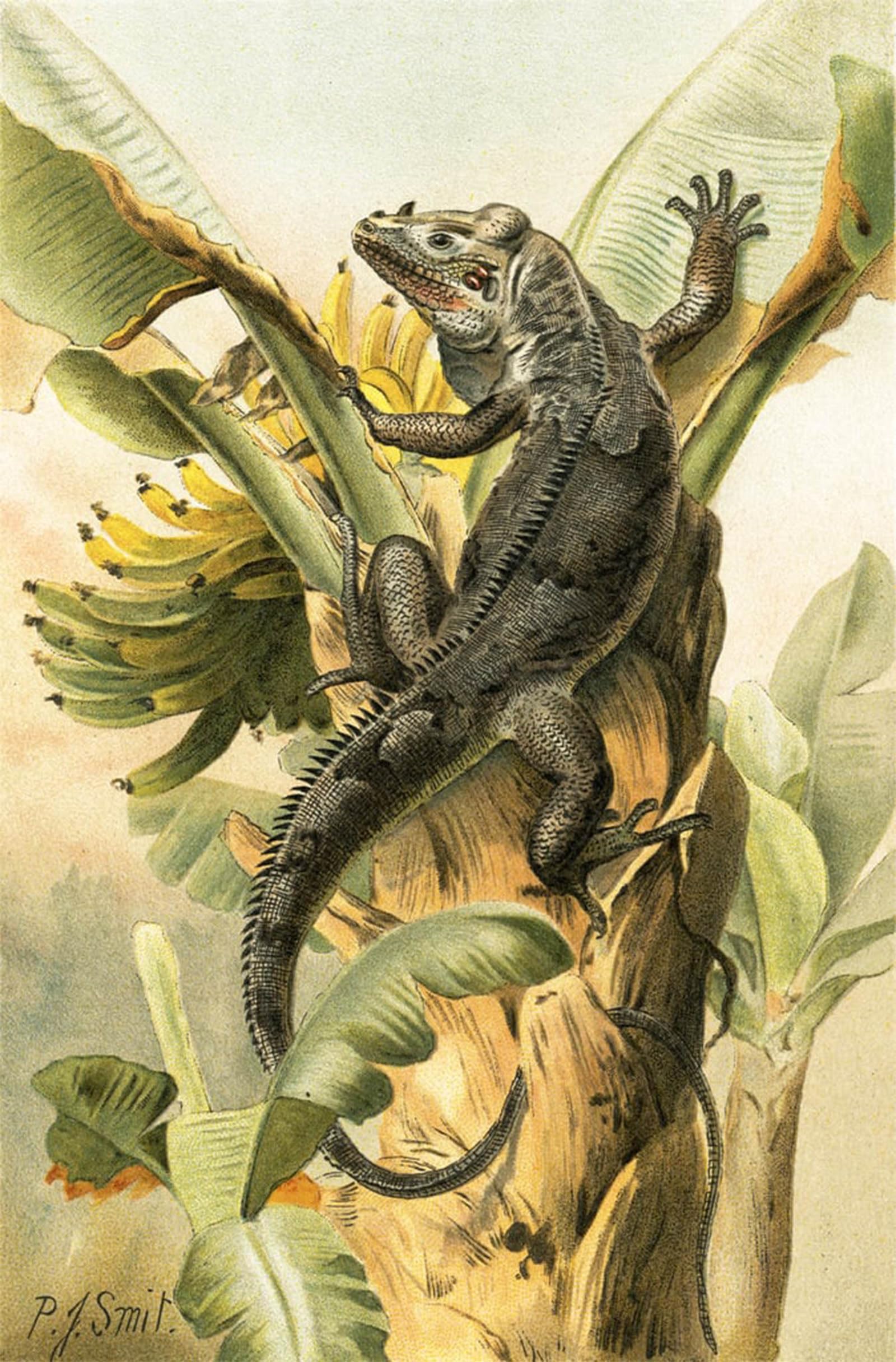 POSTERIIk Famous Modern Artwork Art Mural the Black Iguana by Smit Oil Paintings Pictures for Home Decor 60x90cm