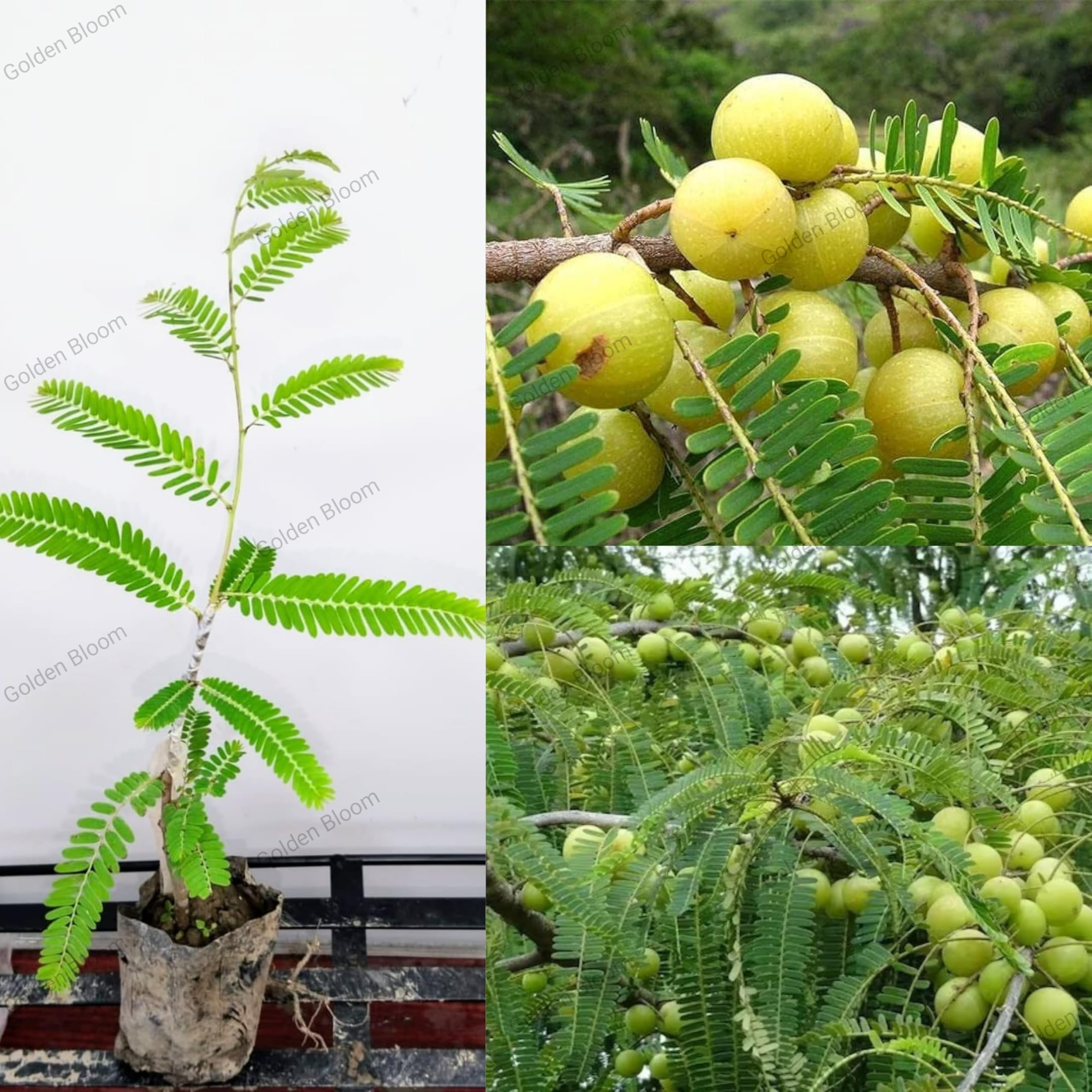 Golden Bloom bhumi Amla Plant Hybrid All Seasons" Indian Gooseberry Grafted Plant Height 1 Feet Dwarf Amla Tree For Home Garden