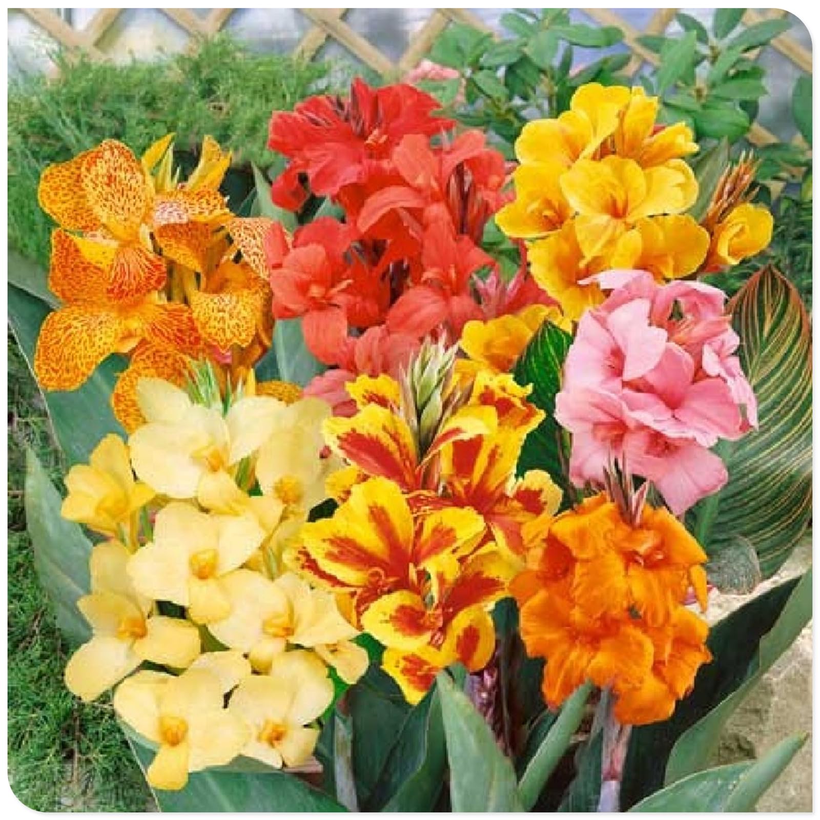 Canna Lily Bulbs Mix Flowering, Canna Lily Tubers, Canna Lily Grow Fast. Exotic, Excellent Display, Canna Lily Easy to Plant, Canna Lily Hardy Perennial Canna Plants UK,-2bulbs-G