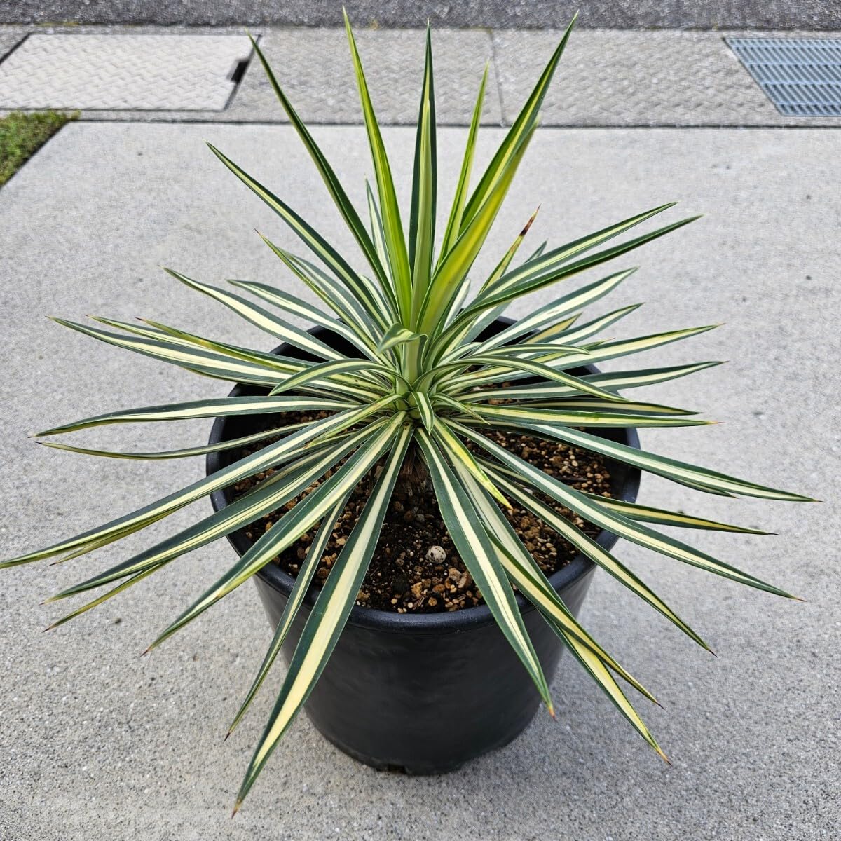 ユッカ　アロイフォリア中斑　メディオピクタ　ドライガーデン　アガベ ユッカ アロイフォリア中斑 ユッカ アロイフォリア（中斑